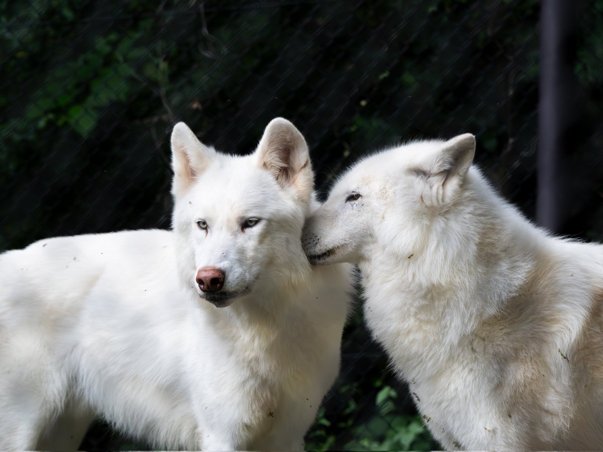 ttk_wolf's tweet image. オオカミがオオカミを吸うこともあります