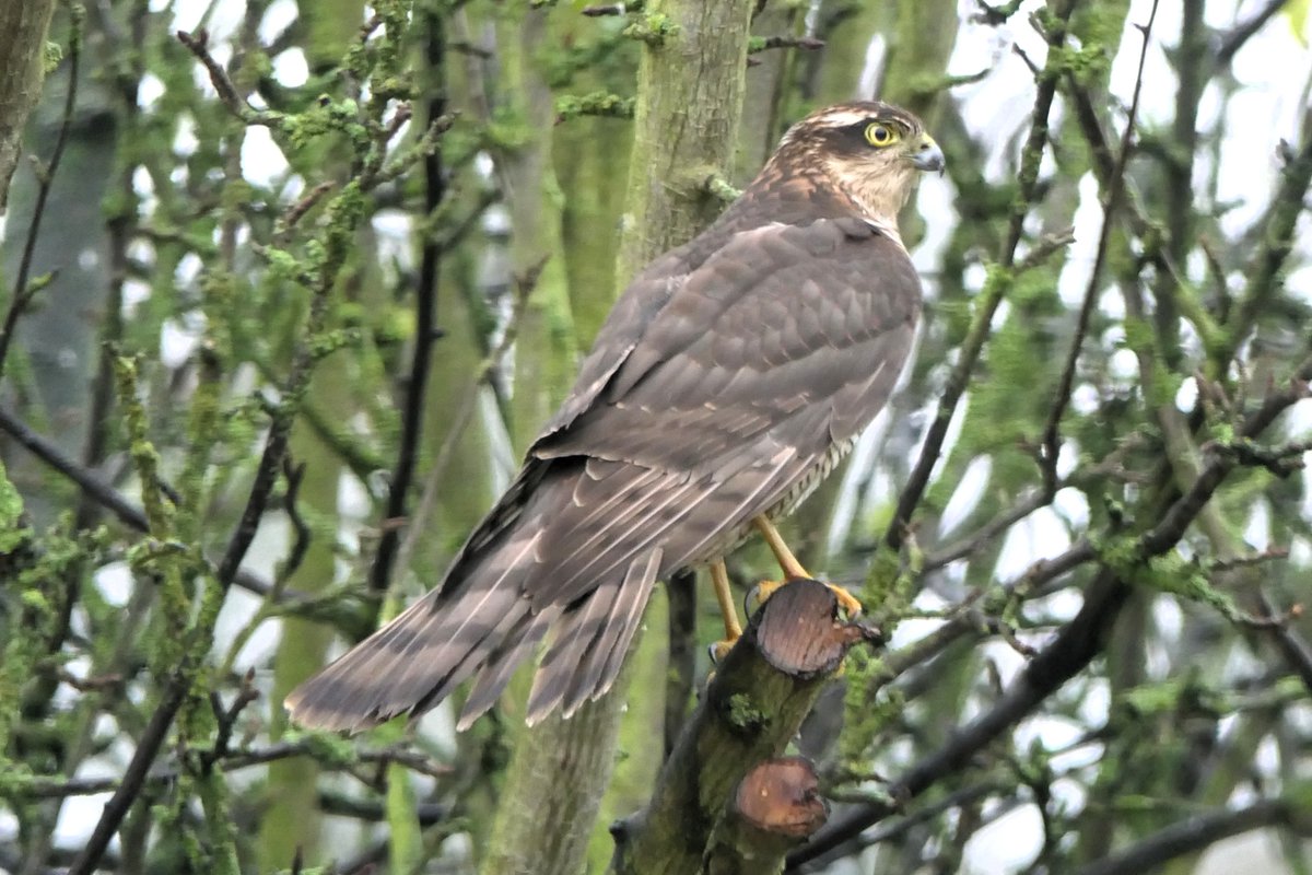 Birding Seaton Valley
Vicarage Garden
(F) Sparrowhawk just paid a visit and frightened everything on the feeding station