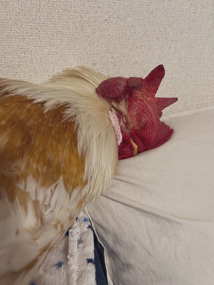 守りたい
この寝顔😴