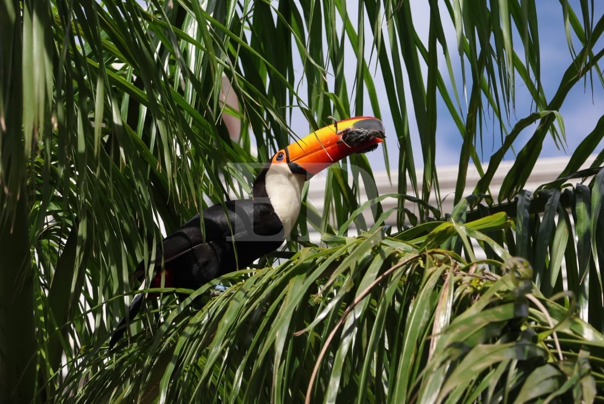 grupoeldeber's tweet image. Un tucán en la plaza 24 de septiembre. El lente de Juan Carlos Torrejón captó como la exótica ave disfrutaba, por unos momentos, en la plaza principal de Santa Cruz de la Sierra. Se posó en una palmera antes de seguir vuelo.
📌Manténgase informado en eldeber.com.bo…