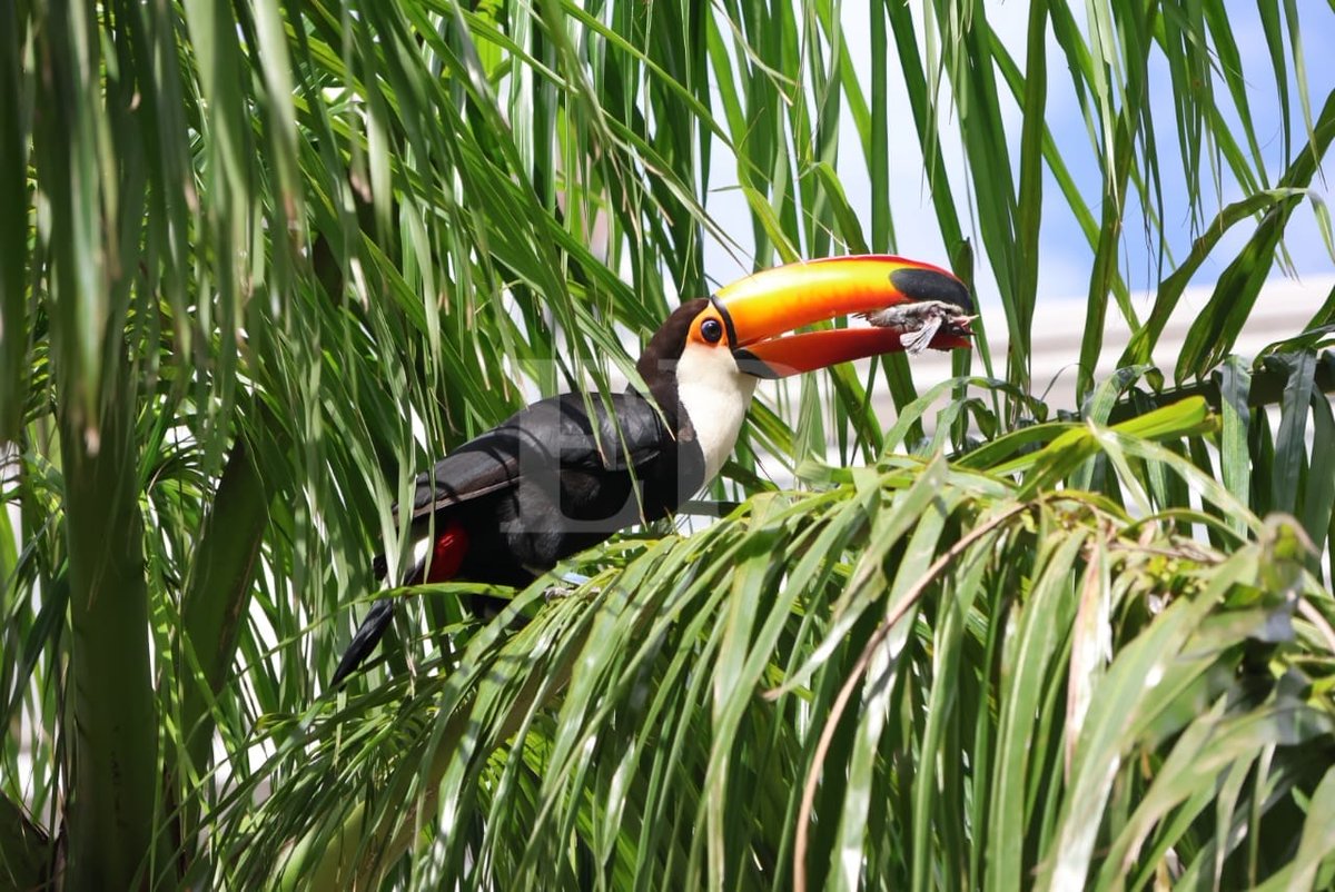 grupoeldeber's tweet image. Un tucán en la plaza 24 de septiembre. El lente de Juan Carlos Torrejón captó como la exótica ave disfrutaba, por unos momentos, en la plaza principal de Santa Cruz de la Sierra. Se posó en una palmera antes de seguir vuelo.
📌Manténgase informado en eldeber.com.bo…