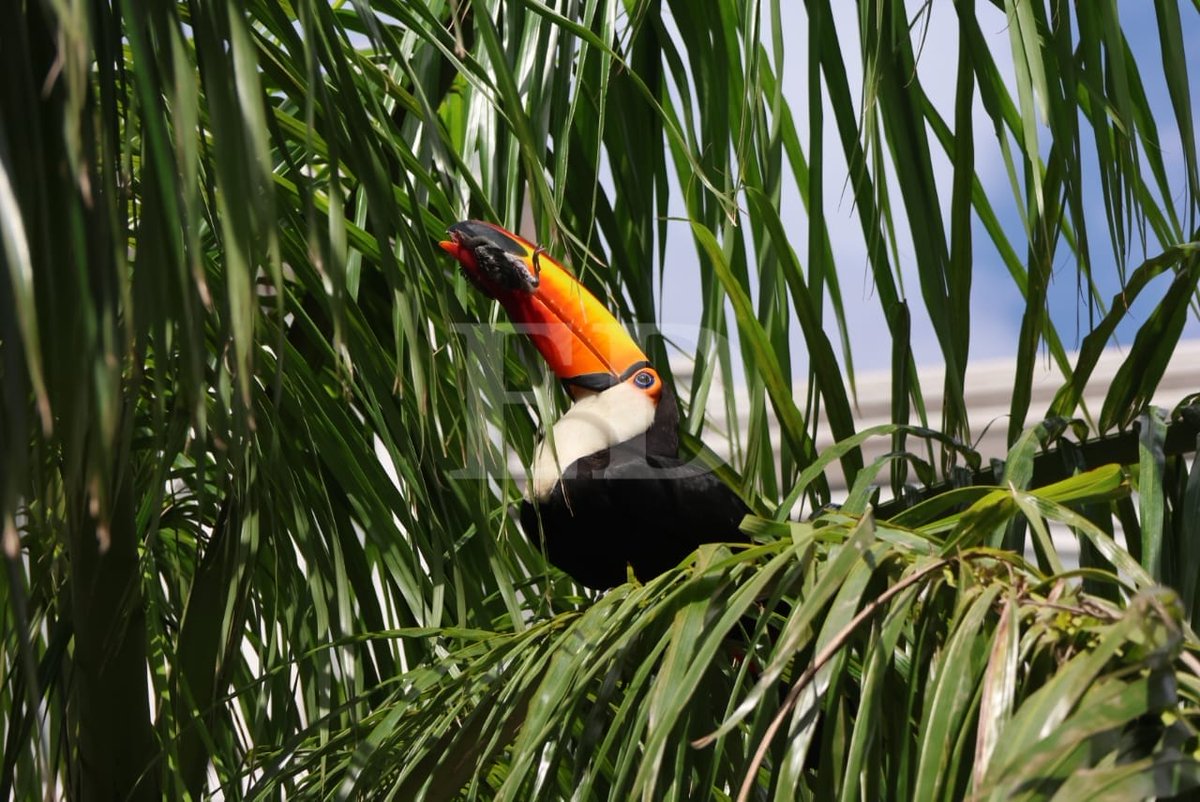 grupoeldeber's tweet image. Un tucán en la plaza 24 de septiembre. El lente de Juan Carlos Torrejón captó como la exótica ave disfrutaba, por unos momentos, en la plaza principal de Santa Cruz de la Sierra. Se posó en una palmera antes de seguir vuelo.
📌Manténgase informado en eldeber.com.bo…
