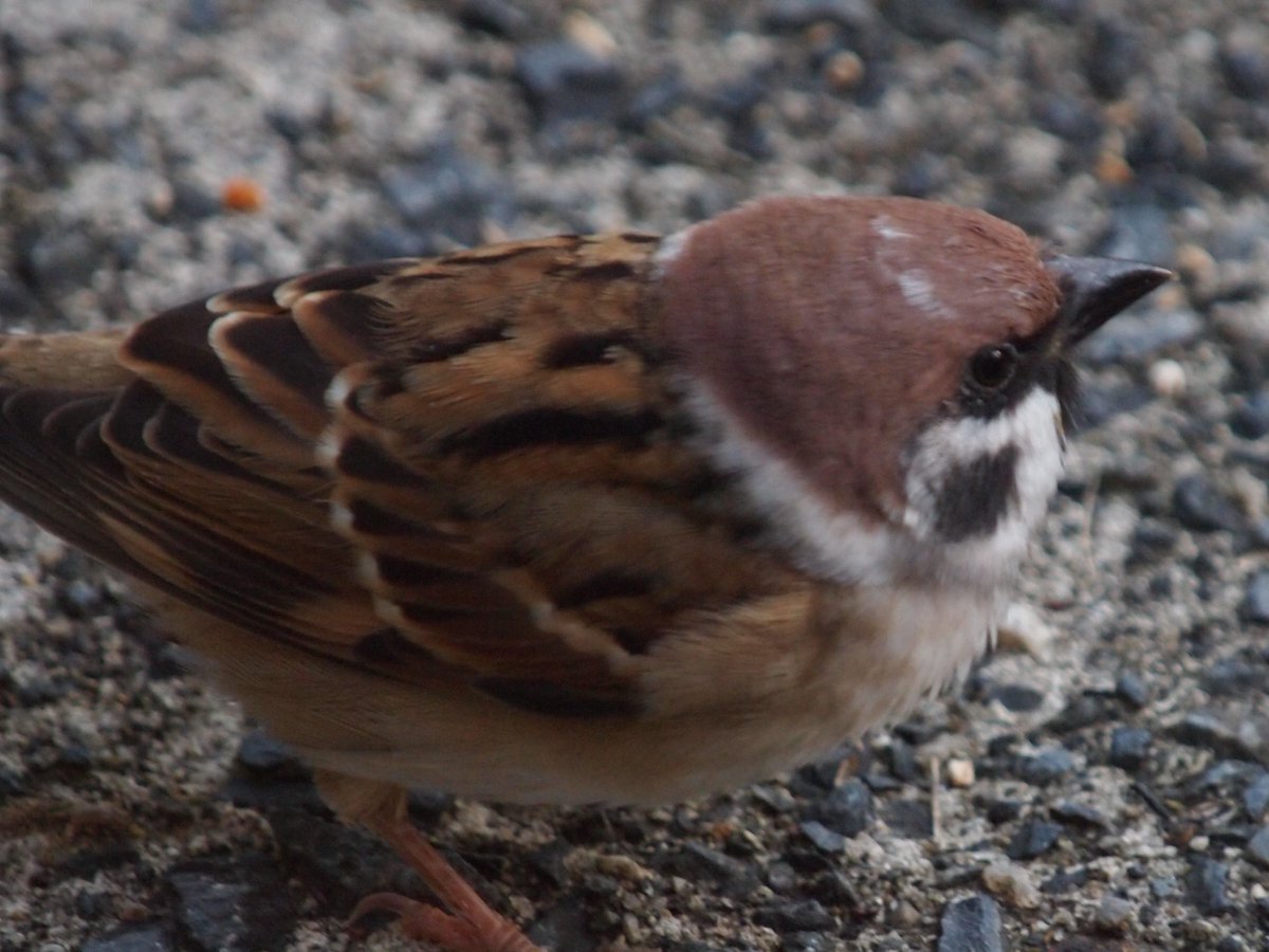 閑爺倶楽部 on X