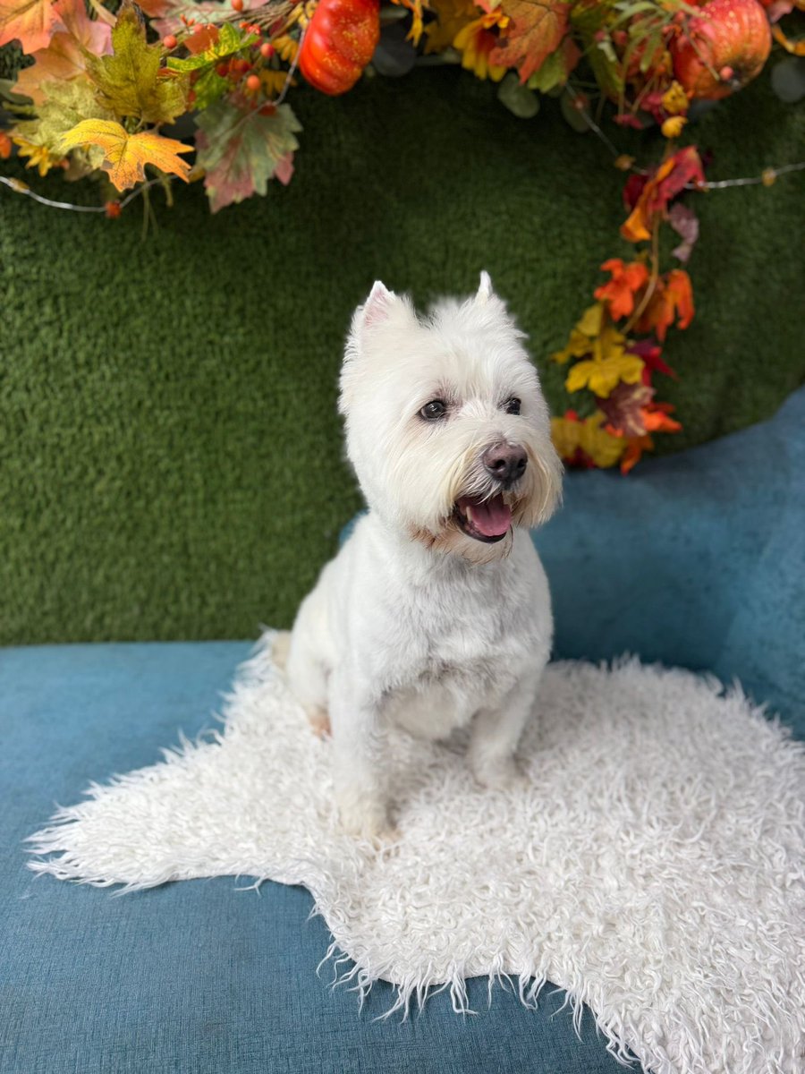 Bobby Watson RIP Busby Watson, Archie, Winston ❤️ tweet media