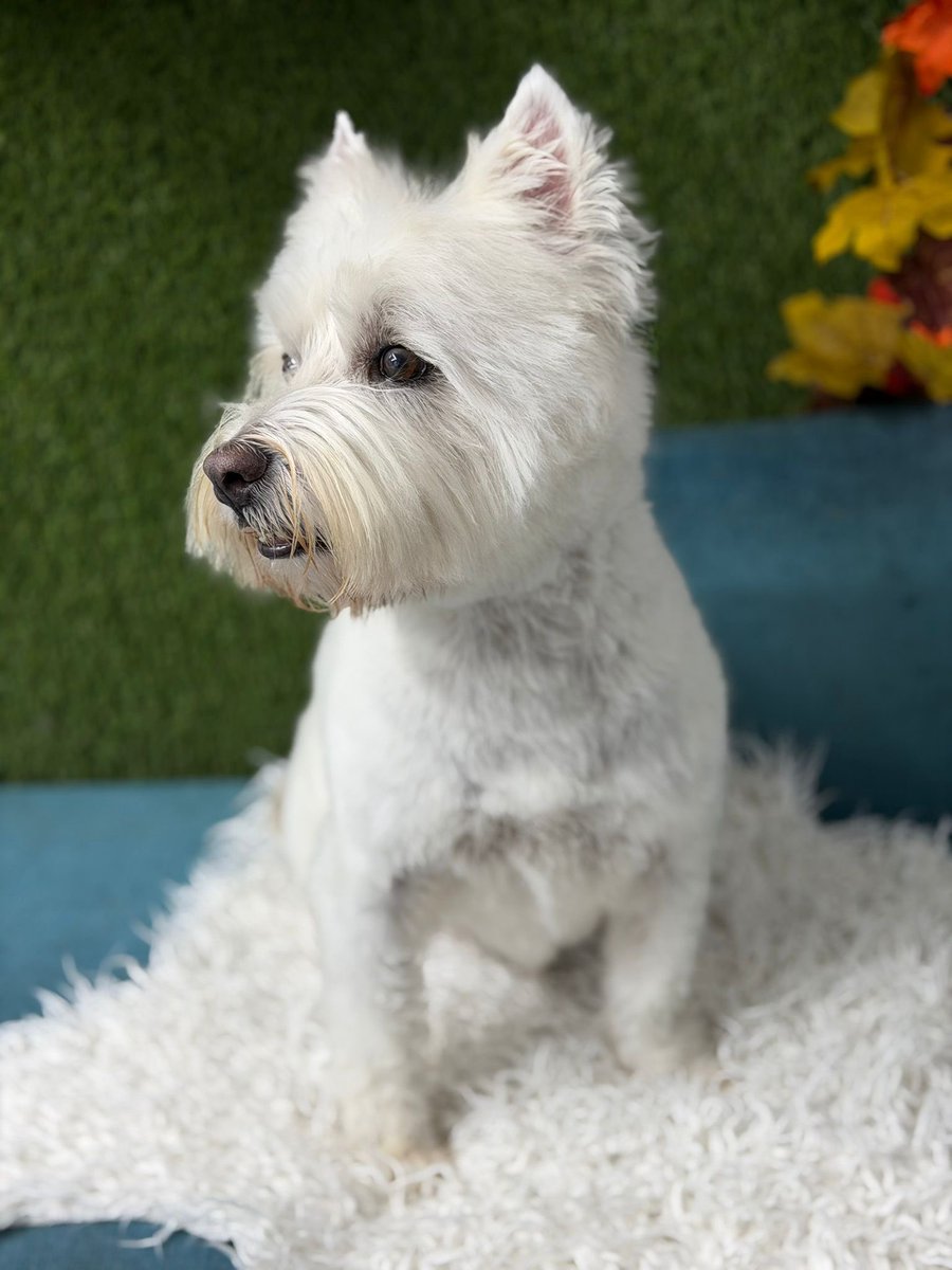 Bobby Watson RIP Busby Watson, Archie, Winston ❤️ tweet media