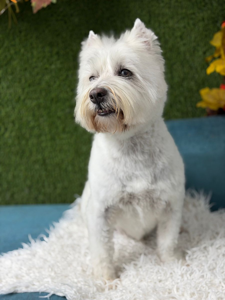 Bobby Watson RIP Busby Watson, Archie, Winston ❤️ tweet media