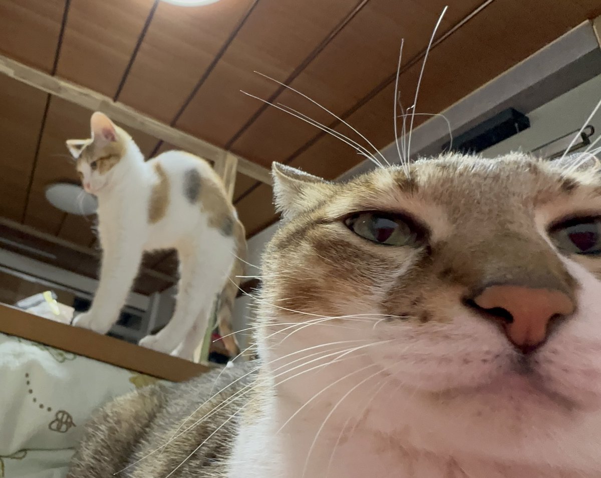 コラボ

＃猫好きさんと繋がりたい
#ねこ