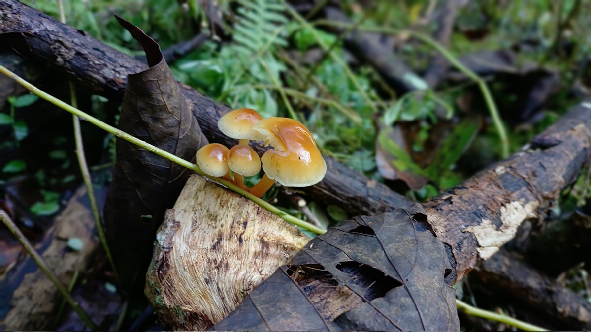 もうアブラギリはエノキタケ畑にするほかないな😀
伐っておくだけで、ドンドン生える✨️　
(2025.11.10撮影)
 #kinokole #fungi #fungus #熊野きの古道