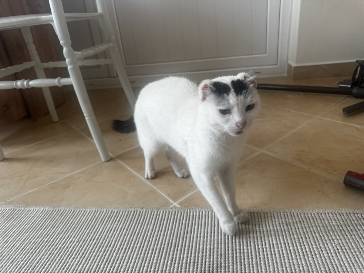 cattingwoman's tweet photo. evinize almanızı daha çok haketmesi için ne gerekiyor?
işkence görmüş ve hala çok canayakın
henüz 6-7 aylık
istanbul hadi evini aç bu kıza https://t.co/7jESdSF3yR