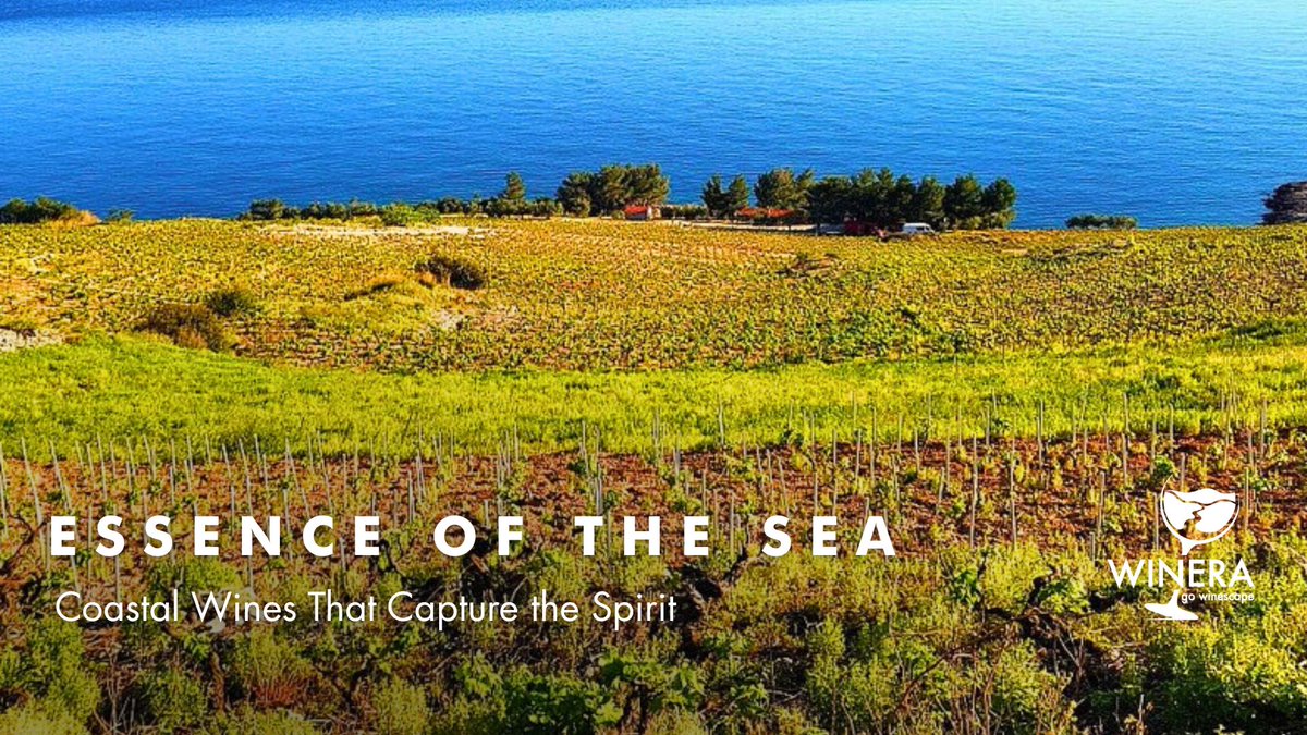 Essence of the Sea: #CoastalWines That Capture the Spirit🍾🥂
Read more: tinyurl.com/bdfs5vcm
#Winera #Travellier #wine #Roccabianca #TenutaLeColonne #StoriaDiPietra #IstriaWines #BodegaBerroja #CavaRovellats #Albariño #Vermentino #MalvasíaVolcánica #Txakoli #WineraExperiences