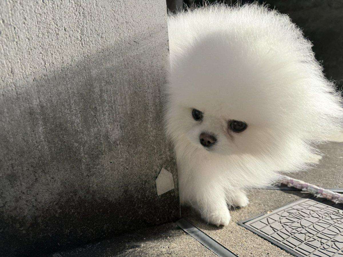 lulu_lu_0607's tweet photo. ルルは見た
（もふもふ探偵🐾） https://t.co/0J028en9db
