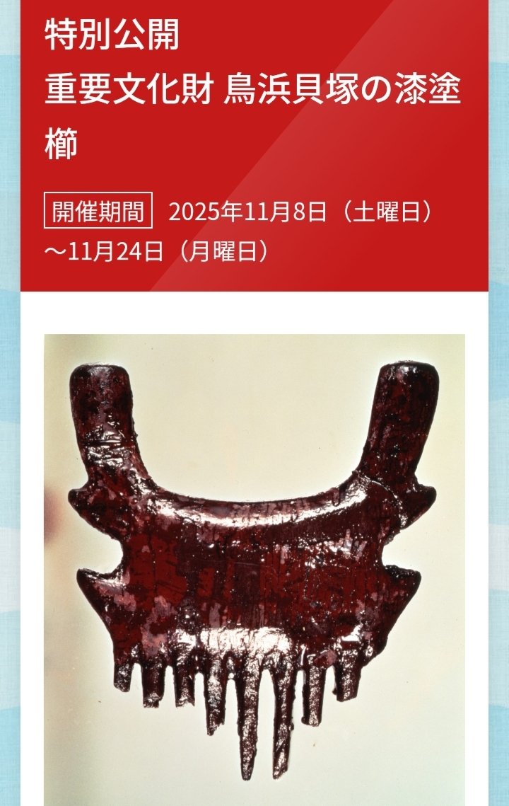 特別公開「重要文化財 鳥浜貝塚の漆塗櫛」福井県立若狭歴史博物館。 4