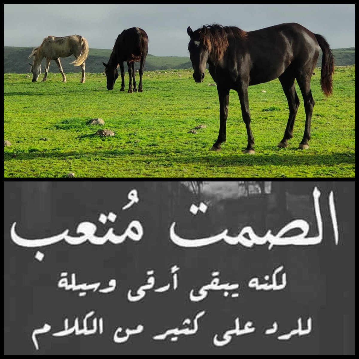 أبو القسام (@nsau1234) on Twitter photo 