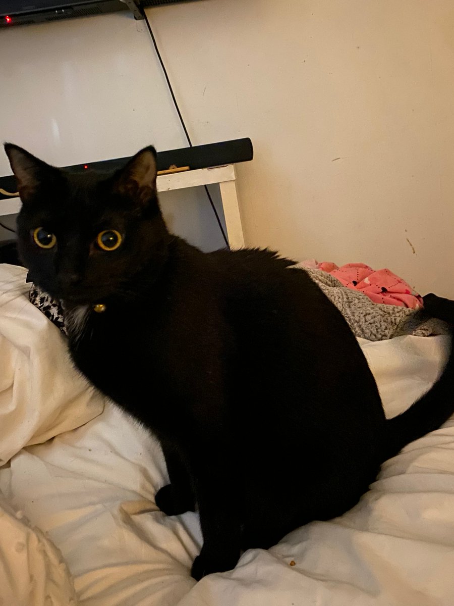 <a href="/Gabriele_Corno/">Gabriele Corno</a> I'm looking for a kitten for a pal for my very whiney cat Booboo who can't stand me leaving him for a minit.