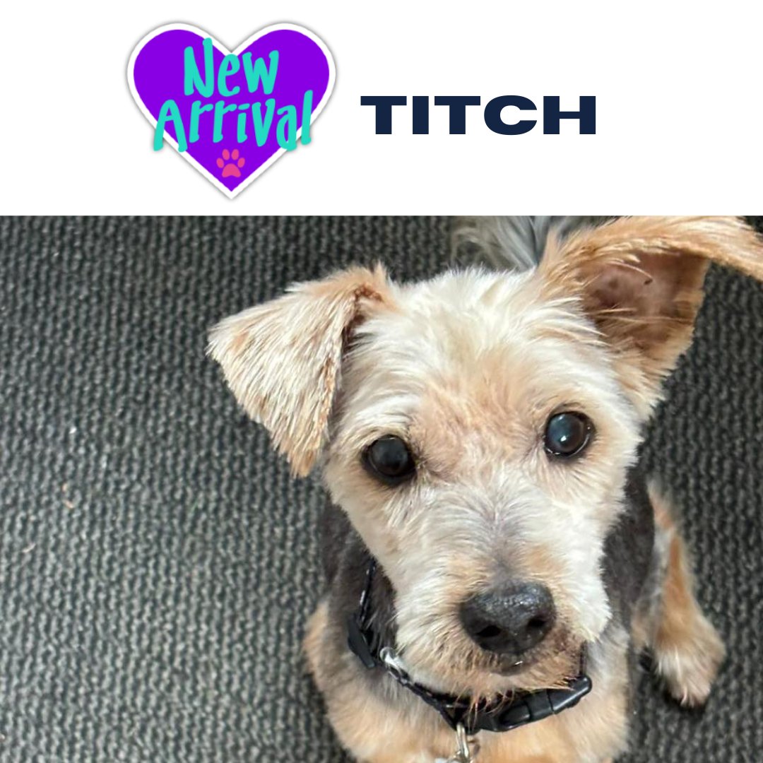 AlmostHome_Dog's tweet image. New arrival #MixedBreed Titch almosthome.dog #NorthWales #RescueDog #dogrescue