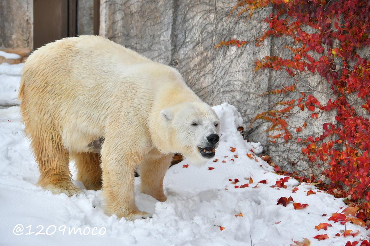 雪❄️と紅葉🍁と美味しいお顔のララちゃん🥰
検査後のララちゃんにこの日ようやく会えたのですが、変わらず元気そうで嬉しかった🥹
騒然としている円山方面ですが、何事もなく落ち着きますように…
（20251108 円山）

#ホッキョクグマ 
#polarbear 
#円山動物園 
#maruyamazoo