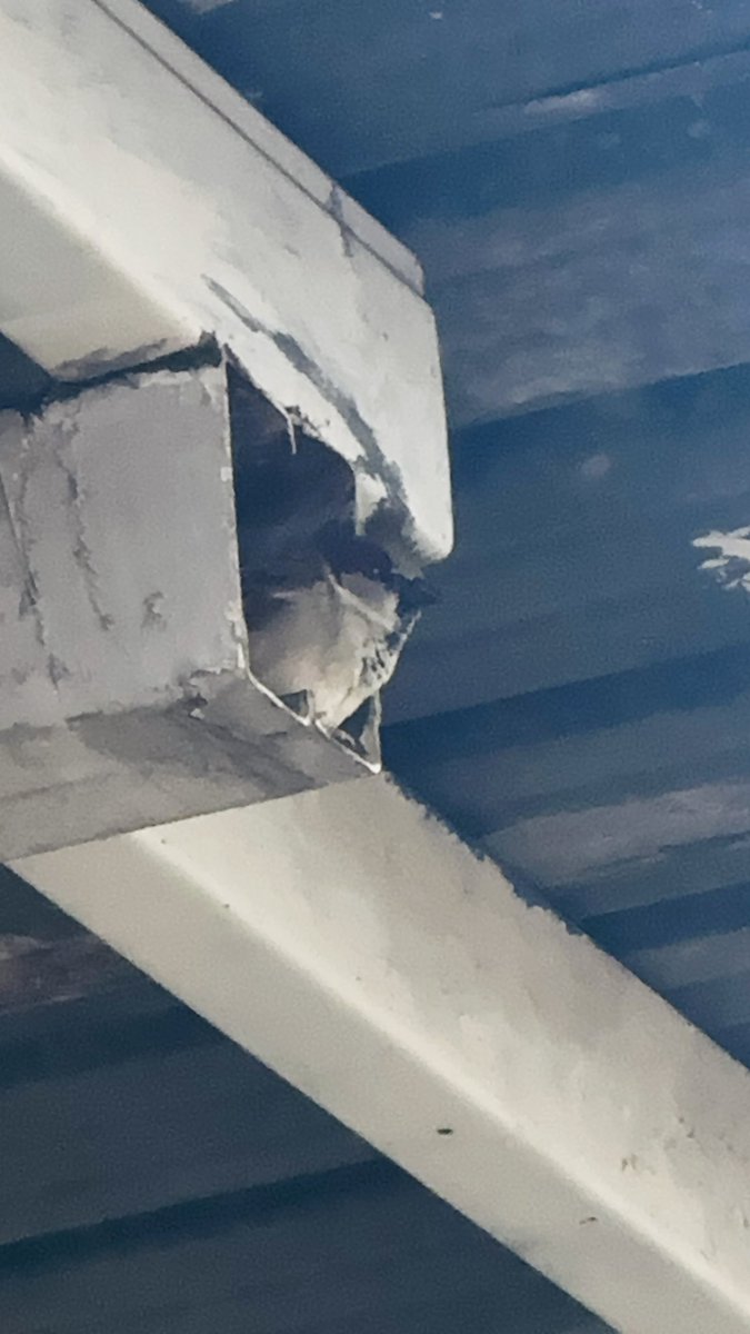 aotrejos's tweet photo. Adaptación urbana: esta ave usa una “carriola” seguramente para anidar. Las ciudades ofrecen #microhábitats — y nosotros podemos minimizar riesgos: asegurar cables, evitar remover nidos en época reproductiva y usar cajas nido. 
Vivir con la naturaleza también es #urbanismo. 🐦🏙️ https://t.co/rk9Yg5GWHD