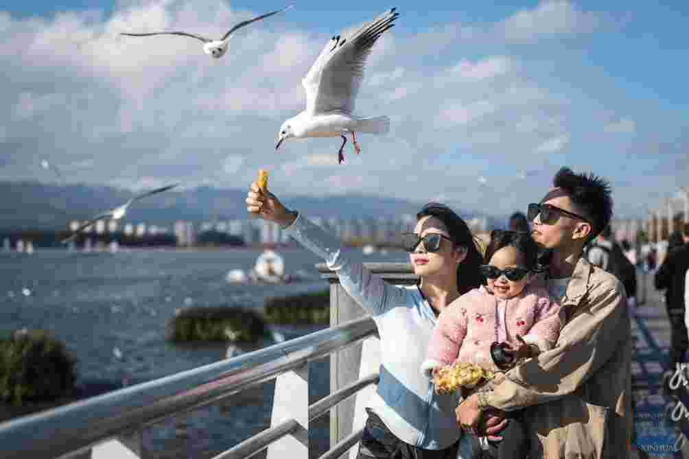 thandojo's tweet image. Black-headed #gulls #migrate to SW #China&apos;s Kunming in #winter