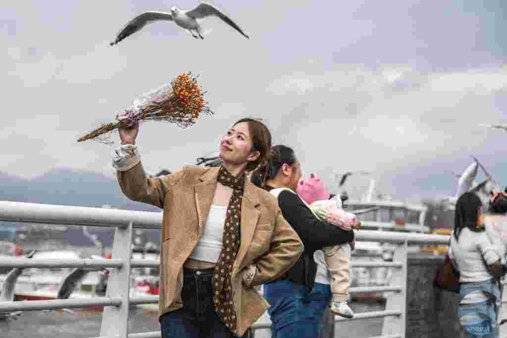 thandojo's tweet image. Black-headed #gulls #migrate to SW #China&apos;s Kunming in #winter