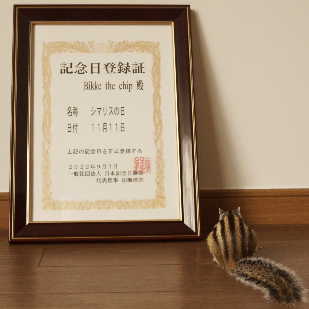 #シマリスの日

世界で最も可愛い記念日、おめでとう