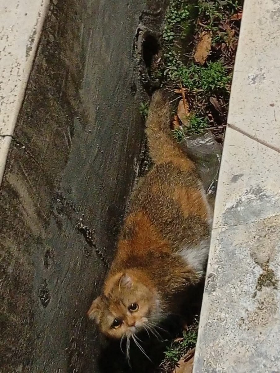 MirulAm05674851's tweet image. Moga owner kucing ni nampak post ni. Help share ya, Thanks.

📍AMPANG 
Petronas Ampang, Jalan Kolam Ayer Lama... dekat area food court Tanjung.