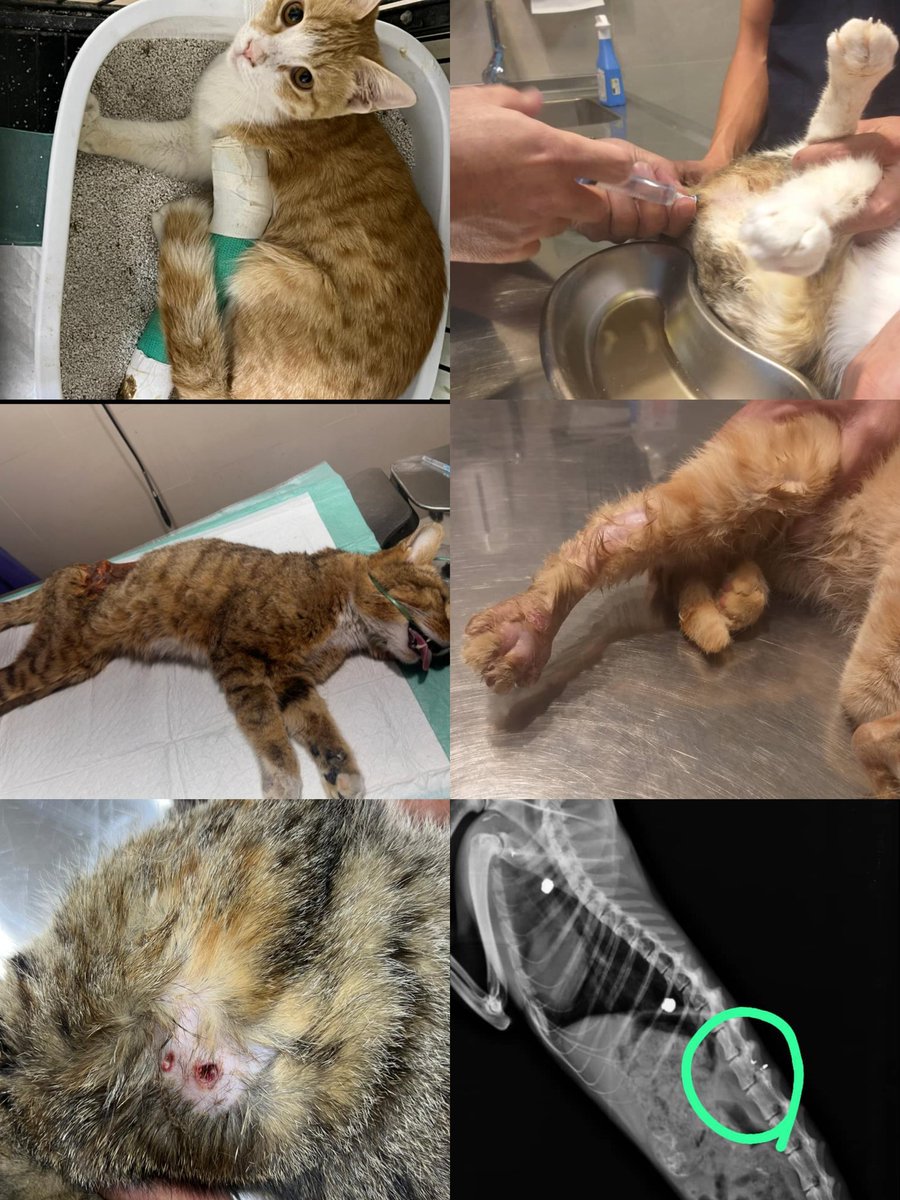 رفقا این مدت علاوه بر خرید قرص GS, کیس درمانی جدید دارم تا فردا باید هزینه جراحی شکستگی دست و مابقی فاکتور که  ۱۲میلیونه تسویه کنم تا روند درمان متوقف نشه.هزینه ها به قدری رو دوشم سنگینی کرده که دارم از پا درمیام لطفاًکمک‌کنیدو ریت بزنید این مبلغ جمع بشه بتونم ازشون حمایت کنم😞