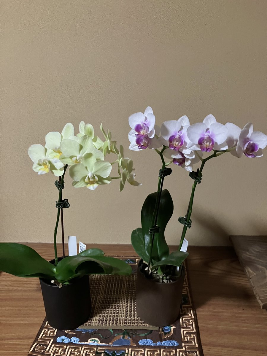 デイジー🌼 on X