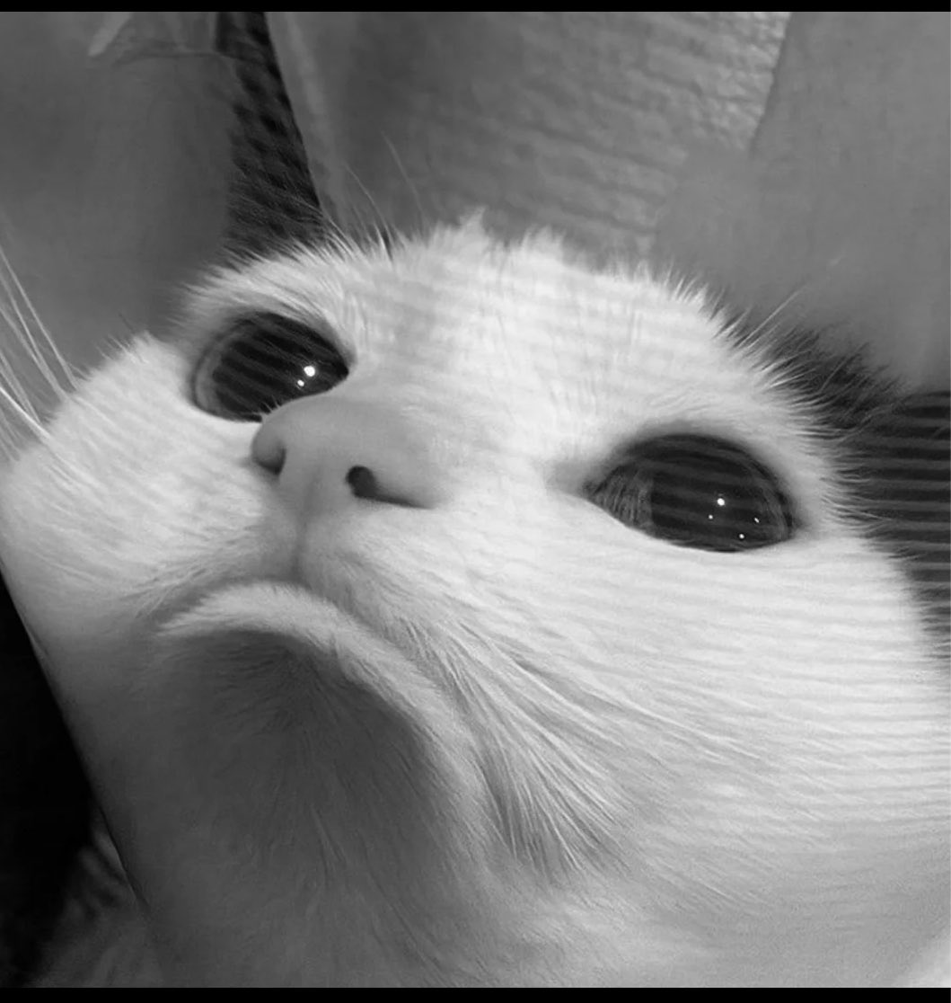 roronoarc's tweet image. ☹️🤍