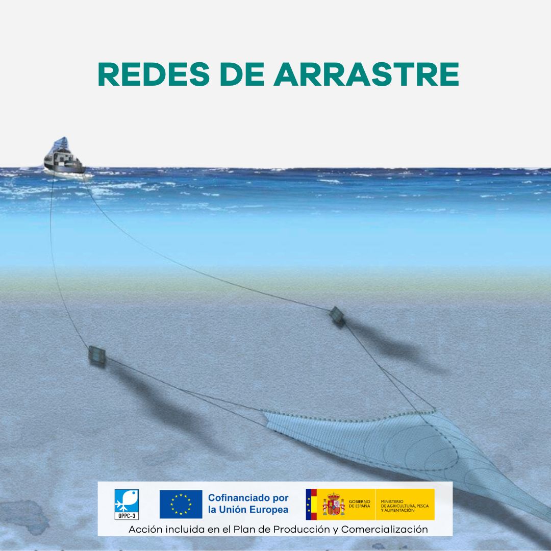➡️ Cuando veas en la etiqueta “arte de pesca: arrastre”, sabrás que el producto procede de este sistema.

Incluir este dato es parte fundamental de la trazabilidad,  permite al consumidor conocer cómo se ha capturado el pescado.

Acción patrocinada por el <a href="/gobmapa/">Ministerio de Agricultura, Pesca y Alimentación</a> y el #FEMPA