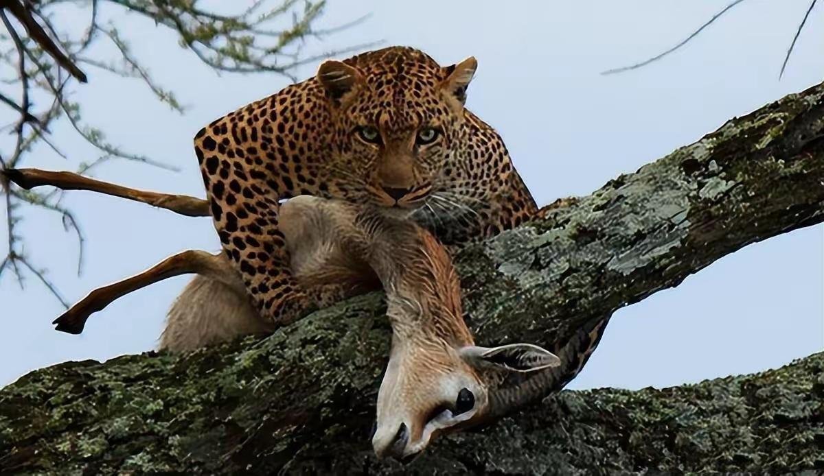 chrisdior777's tweet image. how Web3 security auditors feel like when they find their first High severity bug: