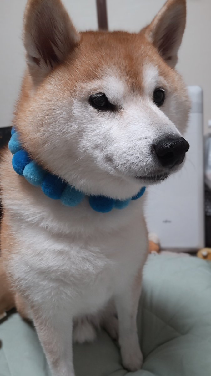 プーのママ (@poohmam0729) / Posts and Replies / X