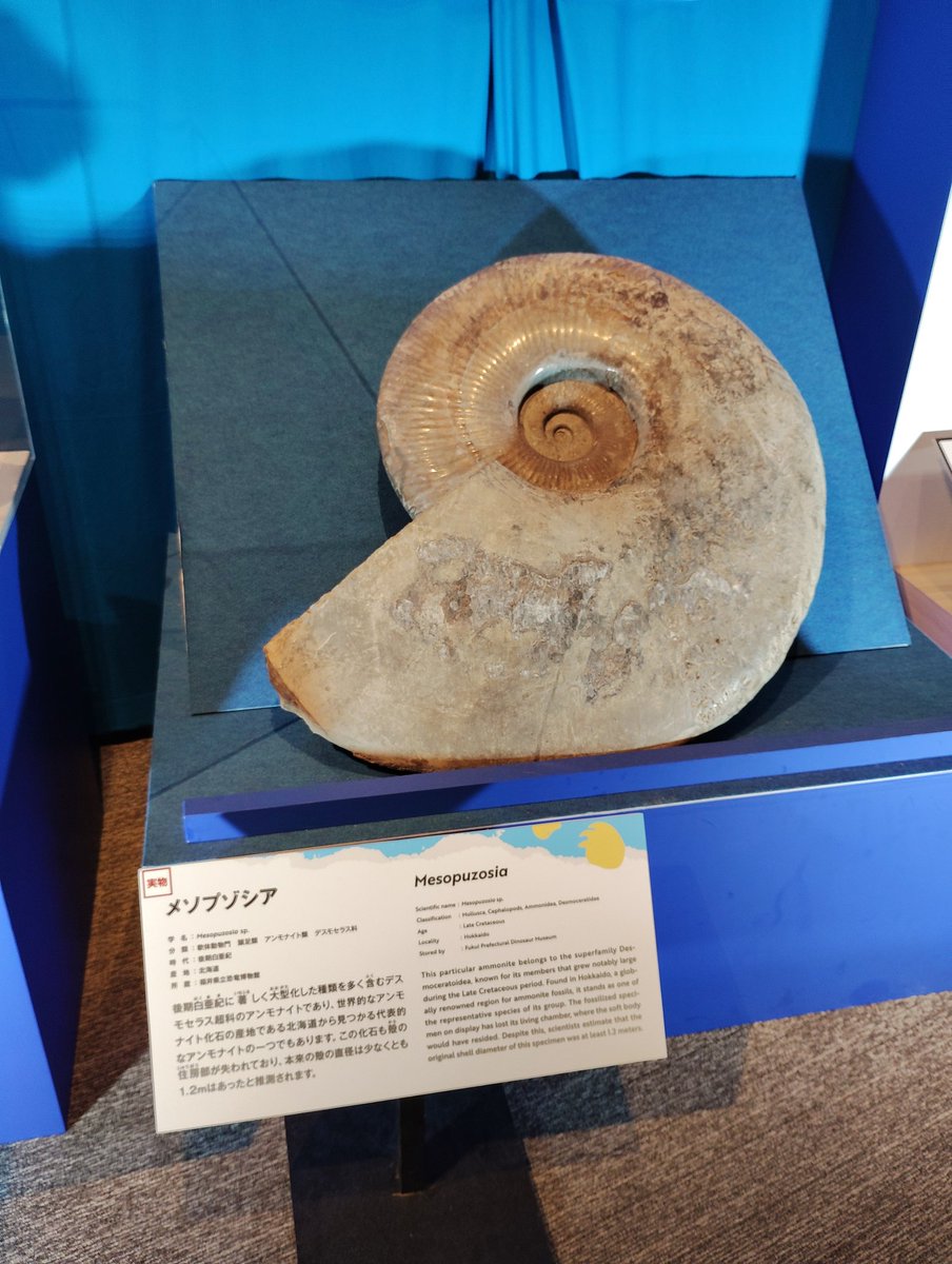 メゾザウロ　化石 おてて！！！！！！！！！！！！！！！ on X