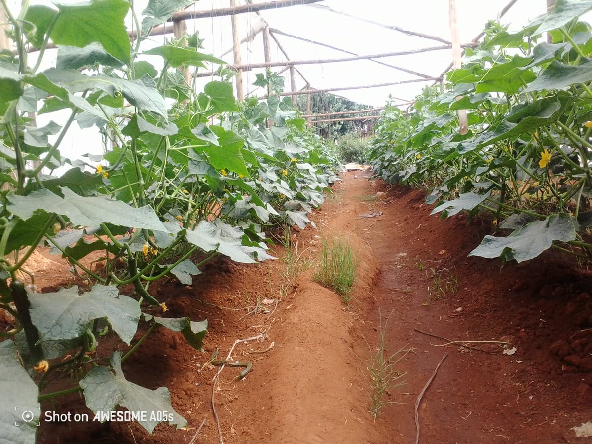 NatureGrowers_'s tweet photo. And just like that… baby cucumbers! 👶🥒 https://t.co/i9E8uCTPn6