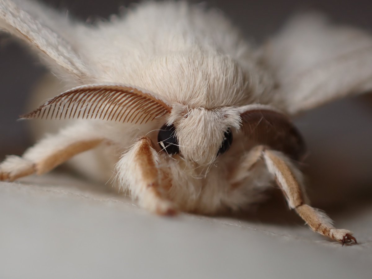 色々あって譲っていただいたお蚕様
ハムスターと同じくらいモフモフしてる