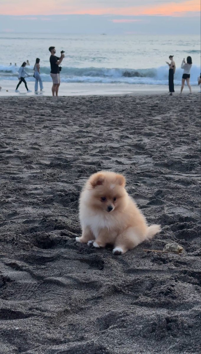 andrewcodesmith's tweet image. Day in life of a remote Software Engineer in Bali 🇮🇩 

Morning: 4 hours deep work 

Afternoon: light work at cafe with acai (world’s greatest food 🇧🇷)

Sunset: observe this small creature in amongst the sunset tourist beach photo shoots

Evening : nasi goreng