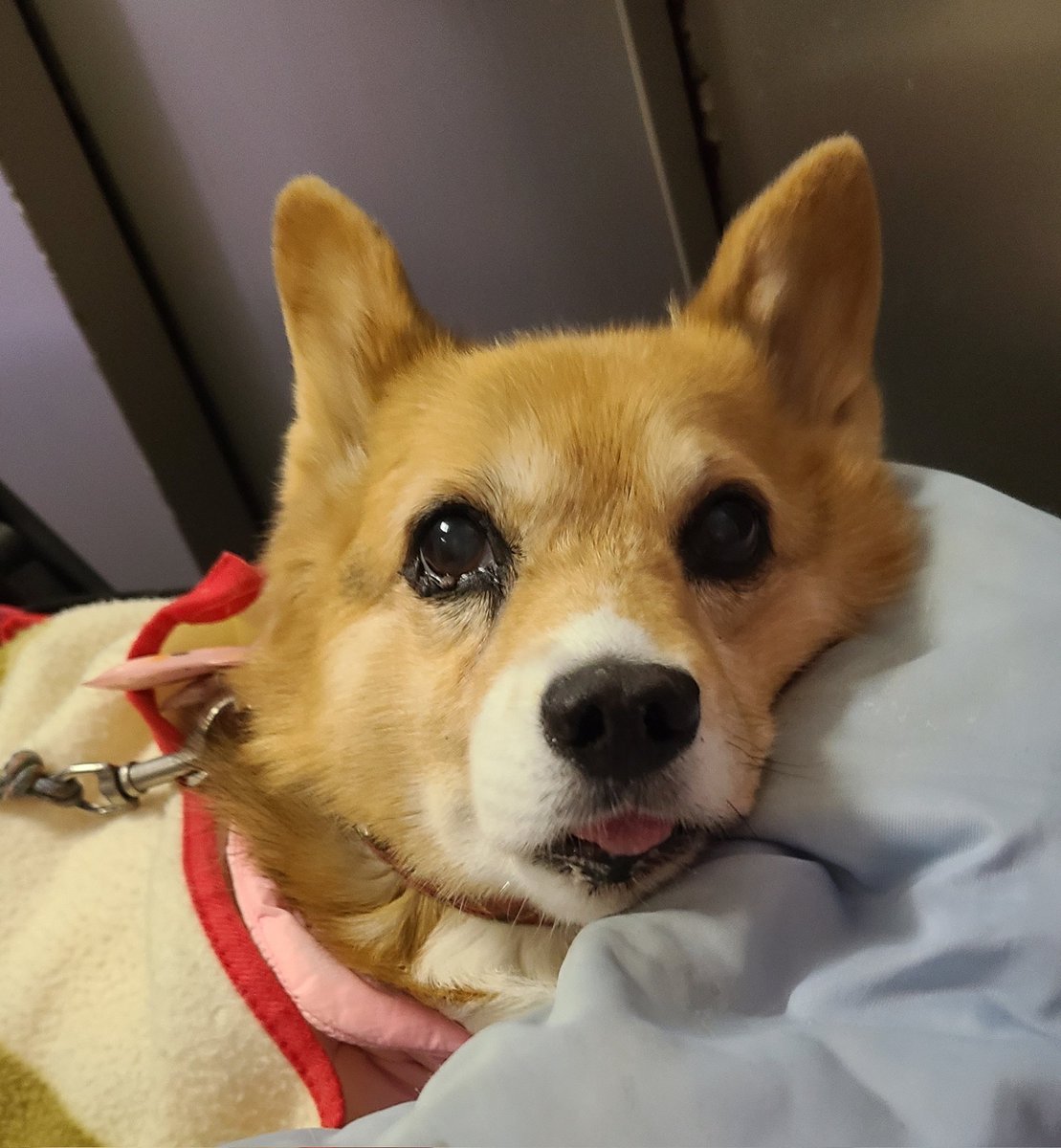 チロルチョコっくまころも(´・∀・`) (@0426chroru) / Posts / X