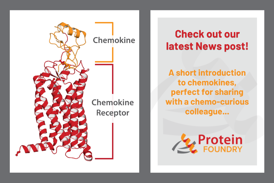 proteinfoundry's tweet photo. Curious about chemokines? Our latest post breaks down what they are and why they’re central to immune signaling and cell migration.

Read the full introduction: https://t.co/yTSBgqAcsf

#Chemokines #ProteinScience #Immunology #StructuralBiology #ProteinResearch  #LifeSciences https://t.co/Fo2vLIQwWY