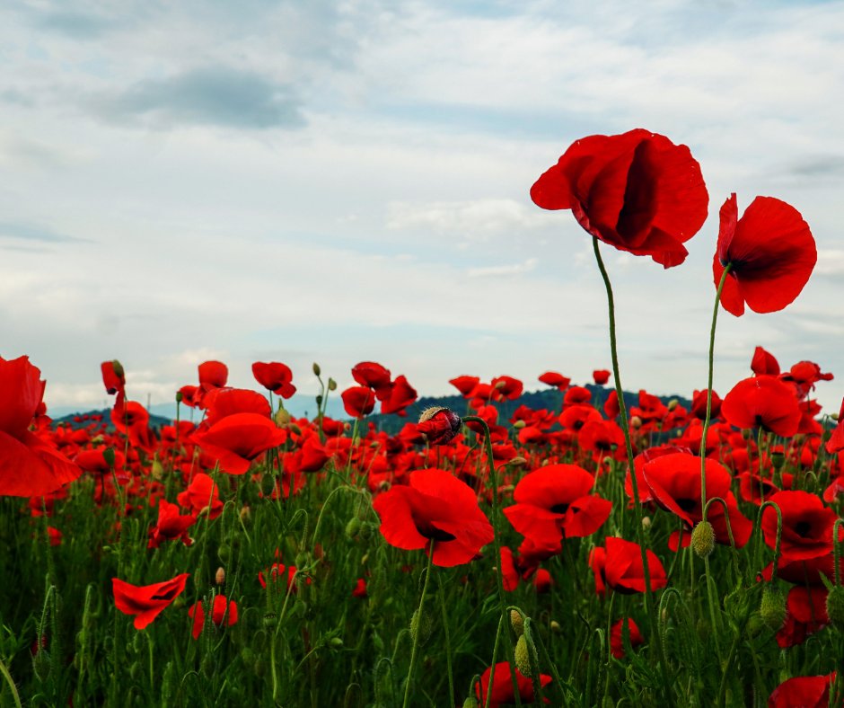 Irving Shipbuilding tweet media