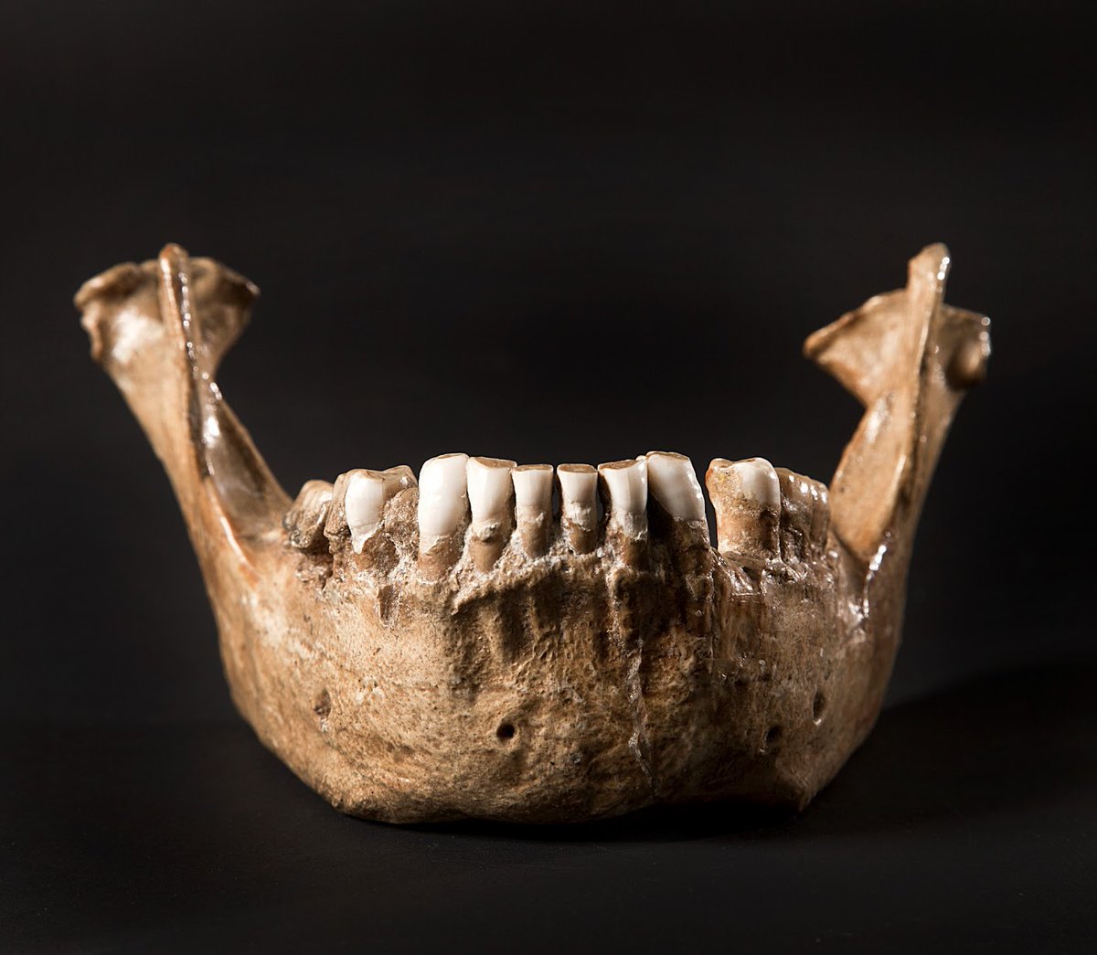 🎙 dr. sc. Siniša Radović (HAZU)
🦴 Neandertalci i životinje: priča o okolišu i preživljavanju
🔥 Kako su se neandertalci prilagodili oštrom okolišu, lovili krupnu divljač i dijelili skloništa s grabežljivcima?
bit.ly/4oApaEE
🗓 15.11.2025. u 18 h
📍 HPM