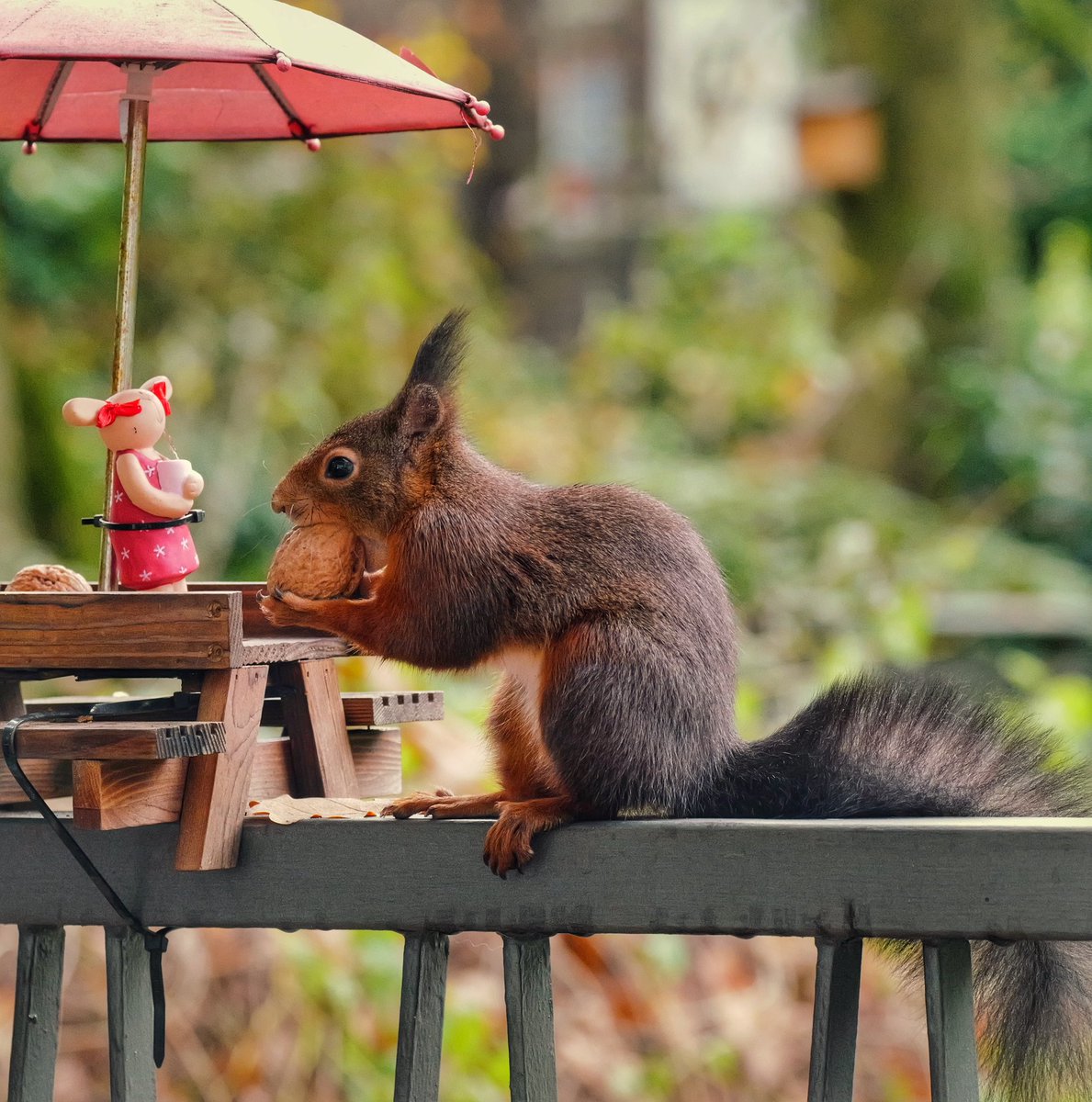 Baerentiere's tweet photo. Der Winter naht und ich hab erst 1000 Nüsse verbuddelt und als Vorrat angelegt - da muss noch was! 🕺 🌰 🌰 

Euer Hartmut. 🙂 🐿️ https://t.co/hxYTKJLUkt