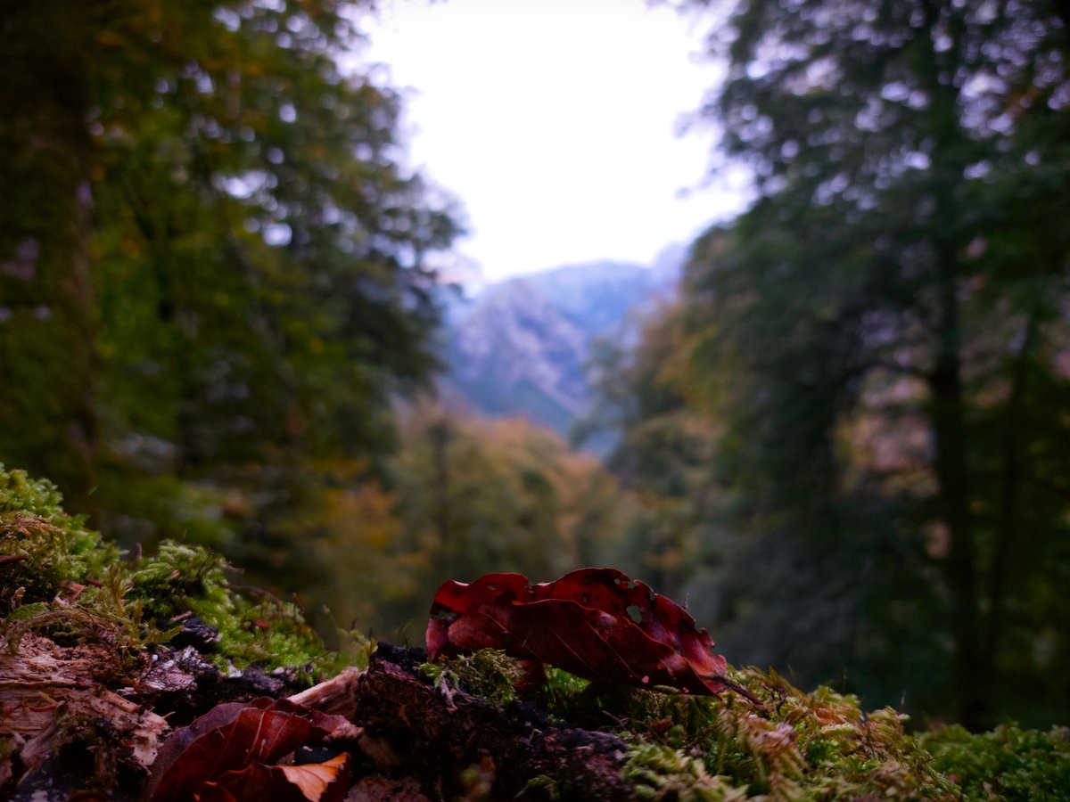 Belleza en la sencillez... 🍂💚🍂