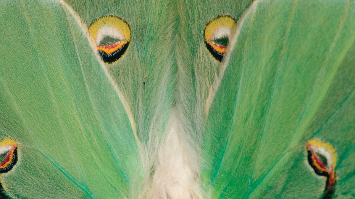 ScienceChannel's tweet image. Meet the luna moth 💚

With a wingspan reaching four and a half inches, the luna moth is a breathtaking insect. When threatened, they twirl the tails of their wings in circles, disorienting predators just long enough to get away!

📸: David A. Northcott

#insect #lunamoth #moth