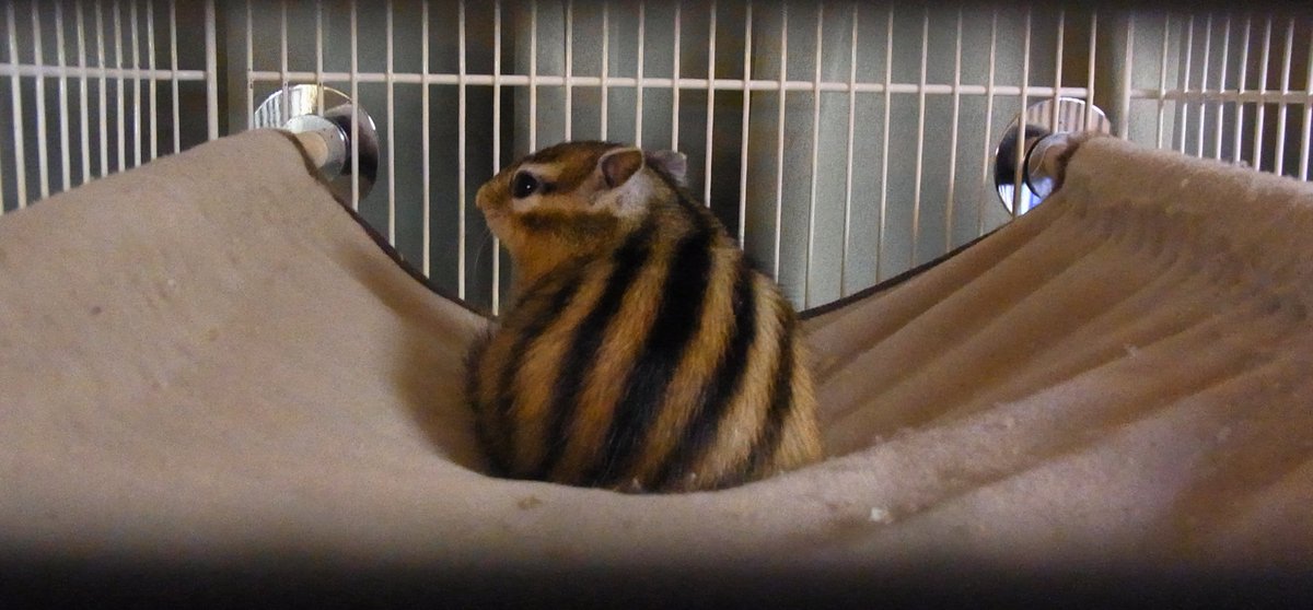 Chipmunkchito's tweet photo. シマリスの日！

#シマリス https://t.co/2Tt359cxj0