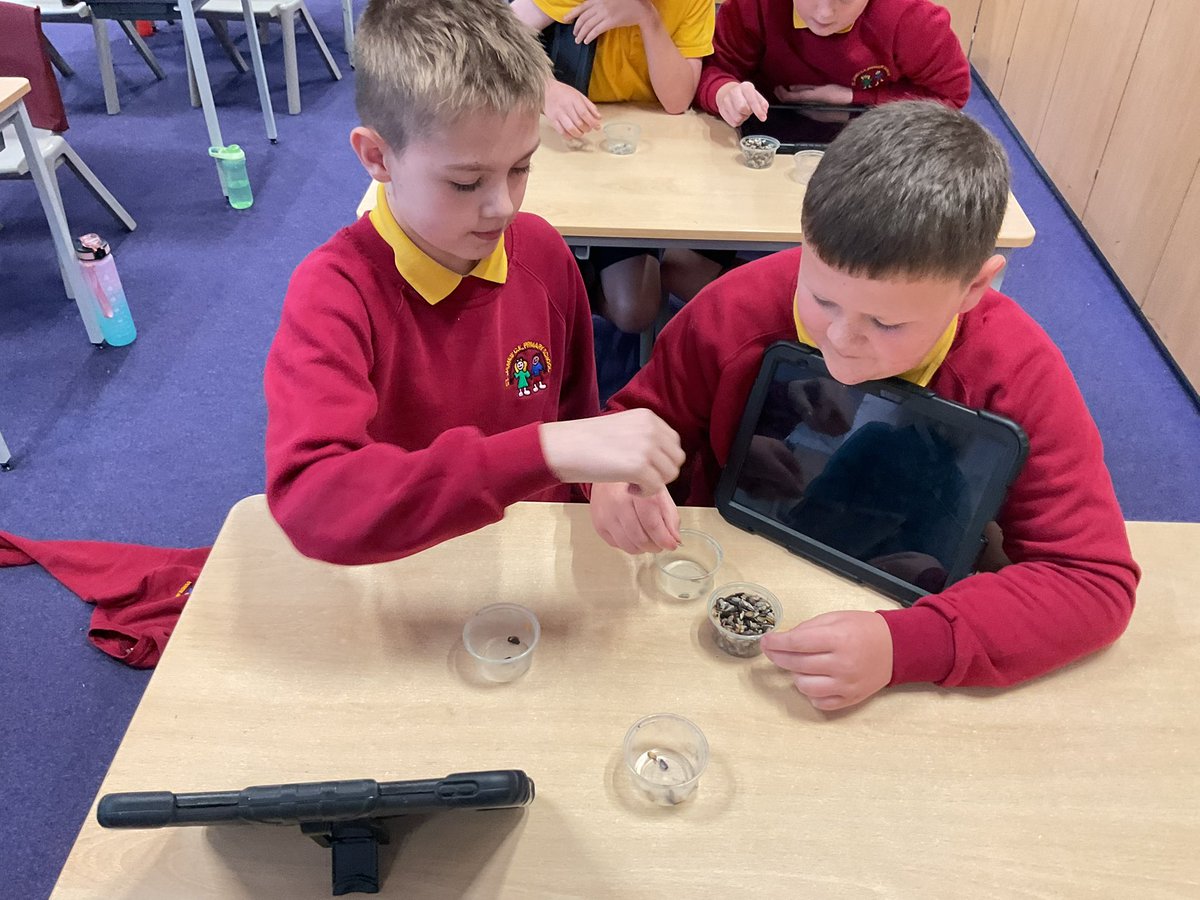 Busy sorting and packing our sunflower seeds which we collected from the sunflowers we grew this year #gardeningclub <a href="/StJamesYear6/">Chorley St James Year 6</a> <a href="/StJamesChorley/">Chorley St James</a>