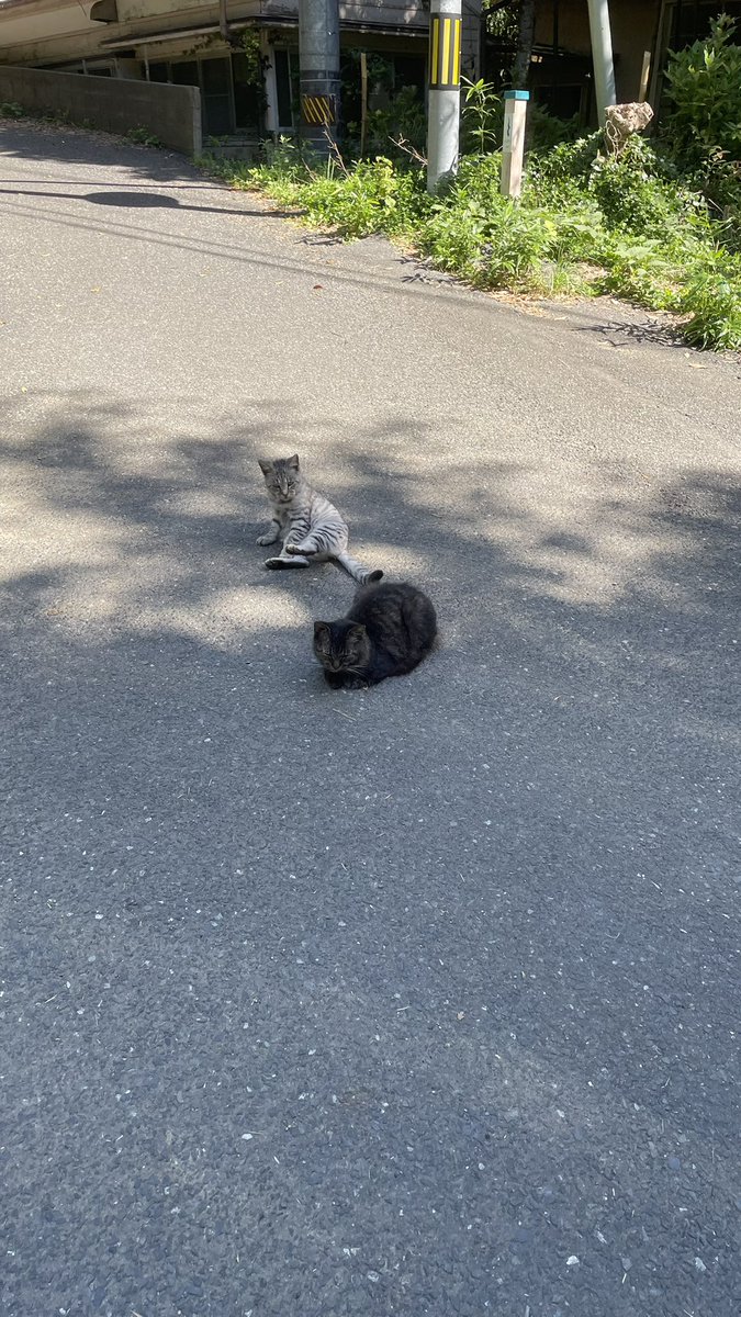 su_____r's tweet photo. 🐈‍⬛🐈‍⬛🐈‍⬛ https://t.co/X2vtTXNgUo