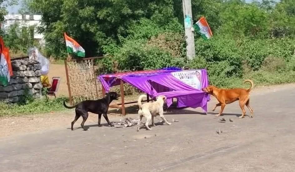 sonumeena008's tweet photo. @ashokshera94 यह लो जी घाघरी पाड दी कुकरे ने 😂 https://t.co/TLFfT1pKsZ