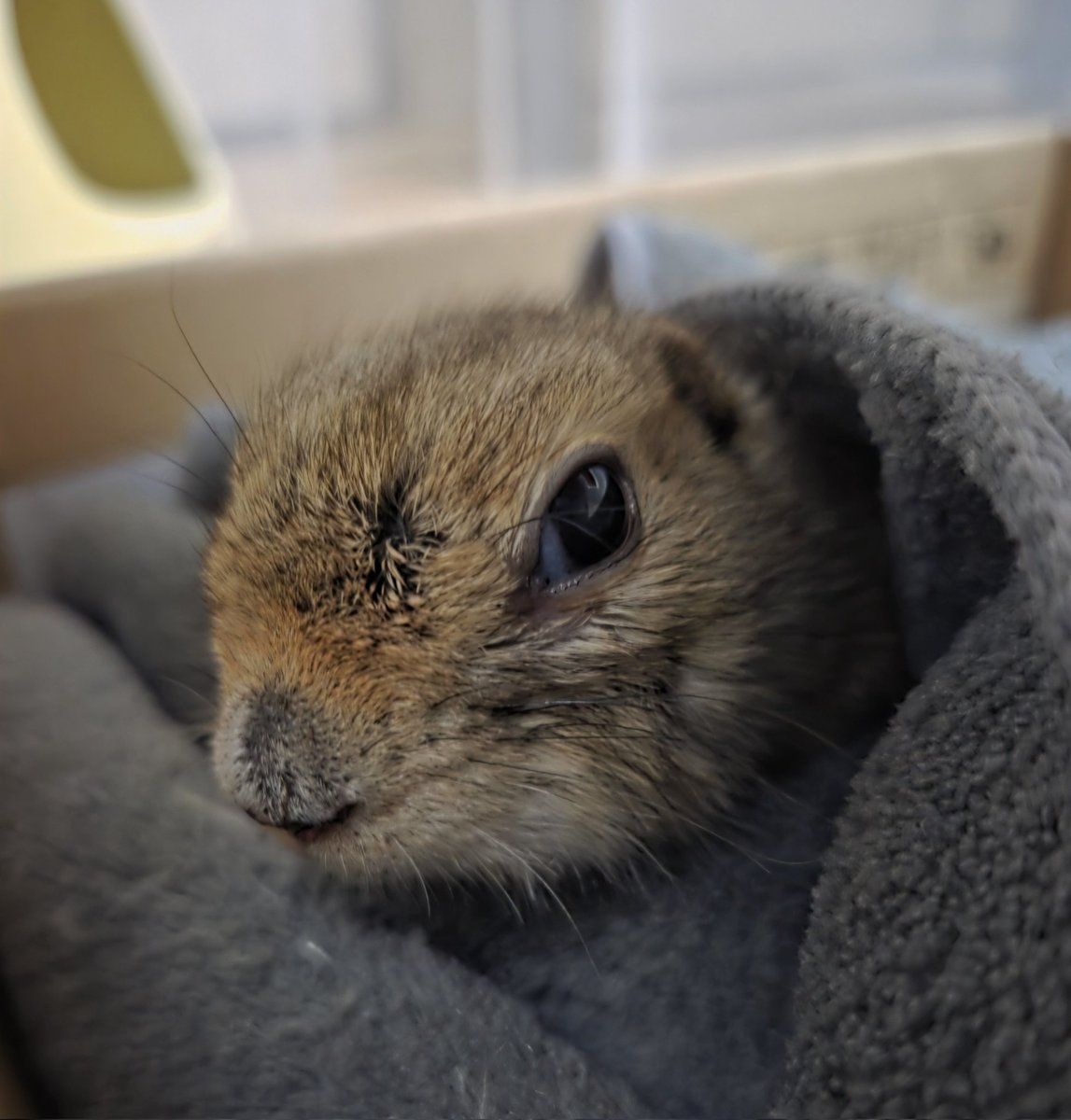 👀

#リチャードソンジリス