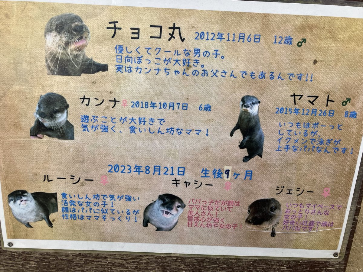 識別頑張るタイプですが、しろとりのルーシーキャシージェシーは口の