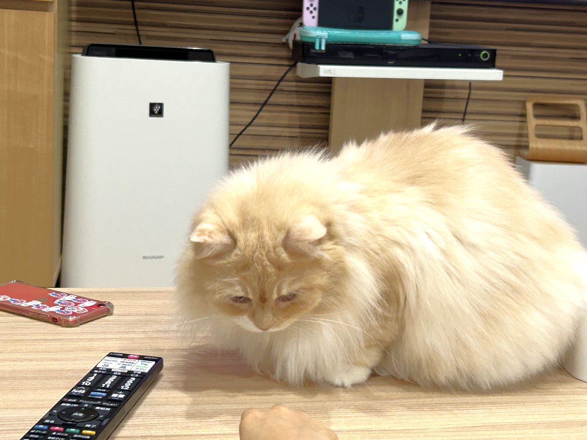 しぎ様 ご確認お願いします。 西の紳士 on X