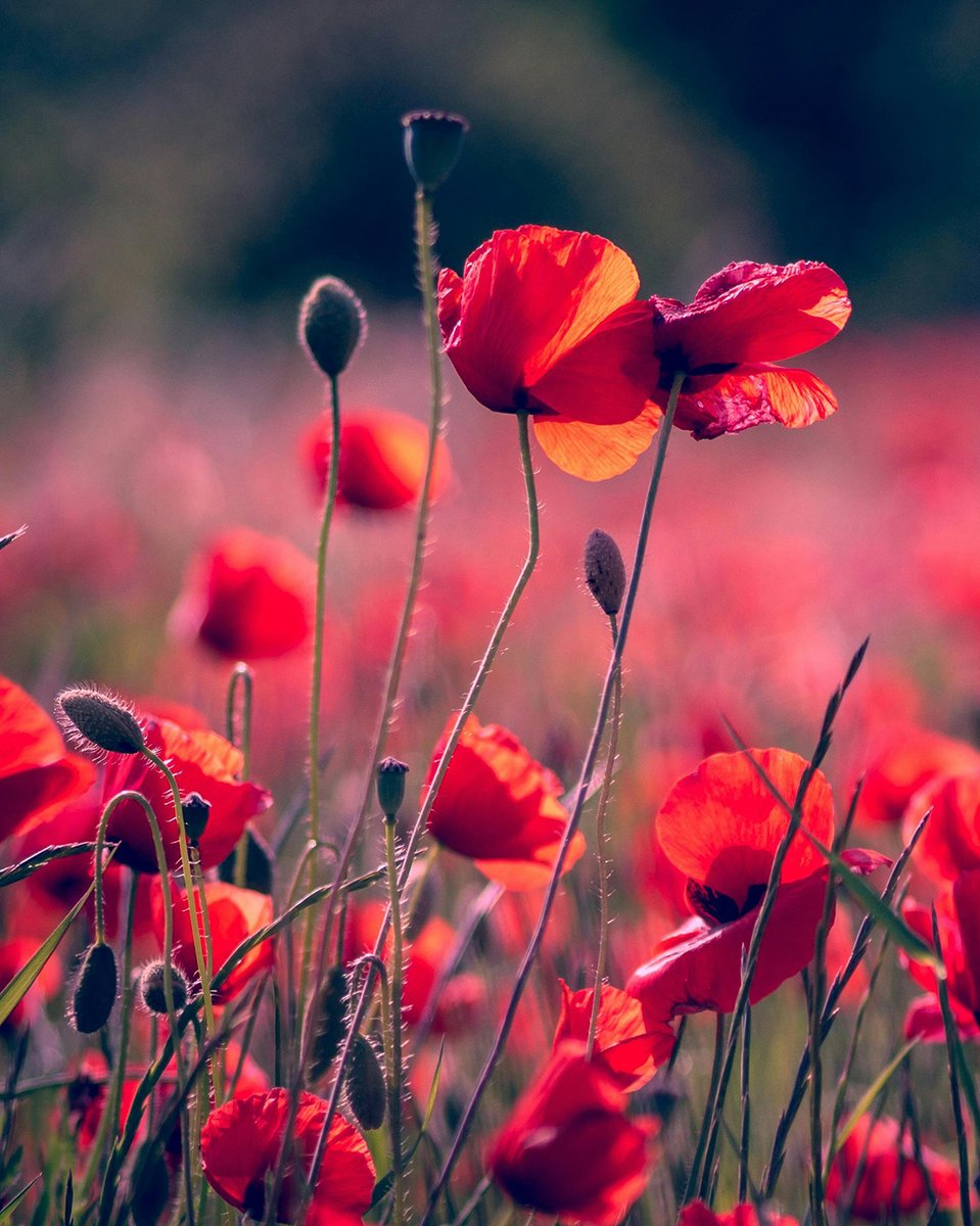 En ce #JourDuSouvenir, nous rendons hommage aux hommes et aux femmes qui ont donné leur vie pour notre pays et nous honorons ceux et celles qui continuent de le servir en temps de guerre, de conflit militaire et de paix. #NoublionsJamais